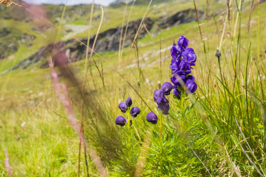 aconite purple flowers in a field