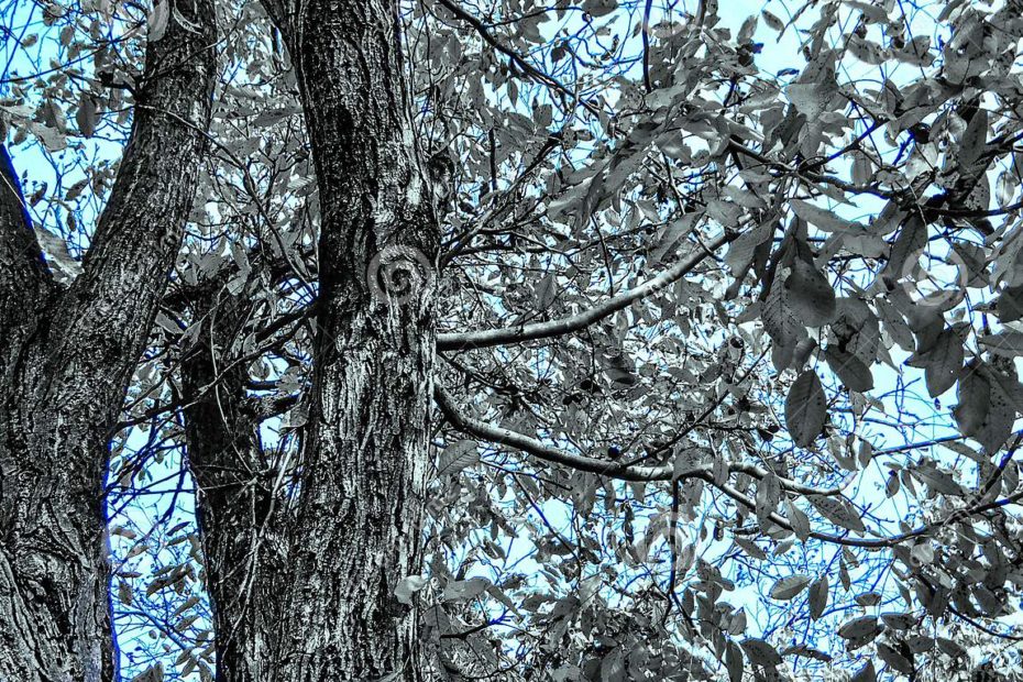 Walnut Tree in Autumn