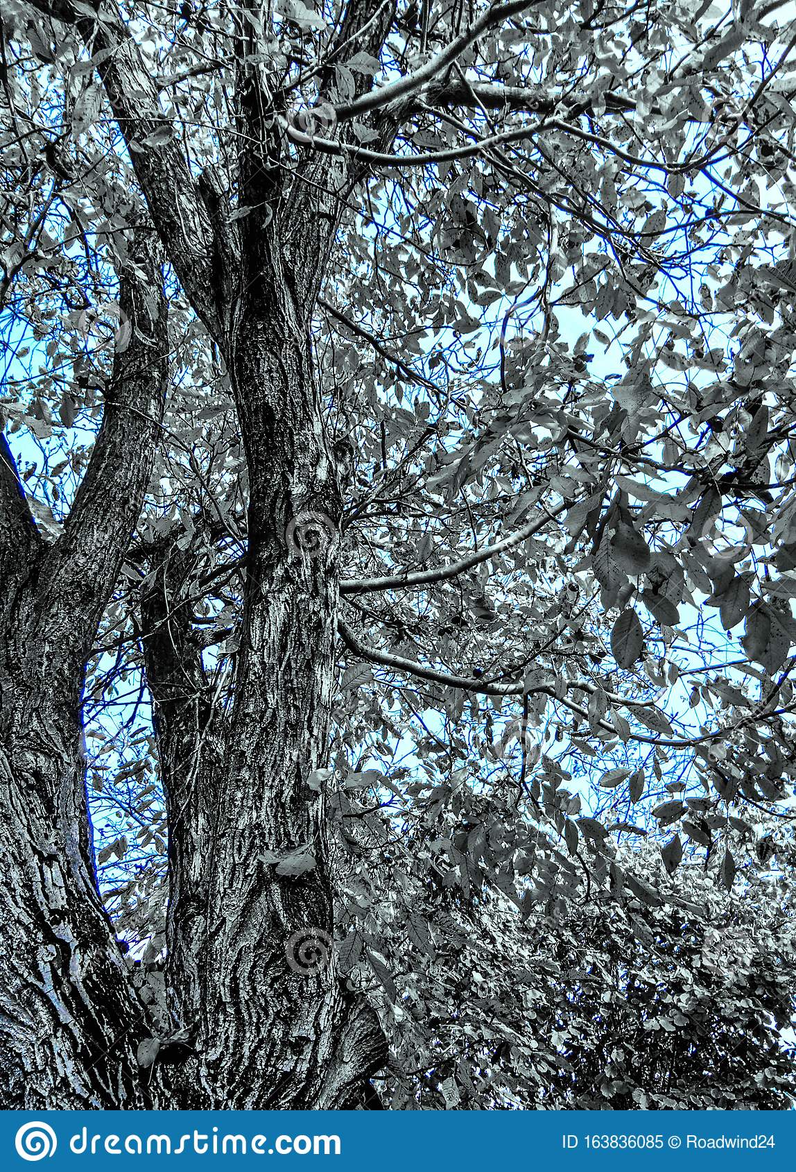 Walnut Tree in Autumn