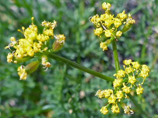 Sierra Biscuitroot Lomatium torreyi